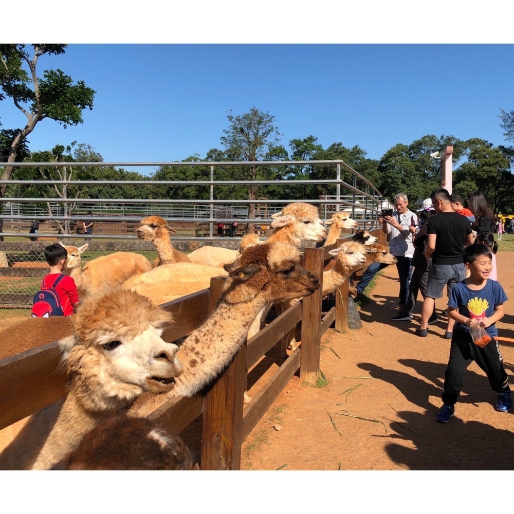 【7-ELEVEN門市團購】埔心牧場 牧場門票 味全埔心牧場 含入場門票+DIY（60元系列）+乳牛環場列車券-細節圖5