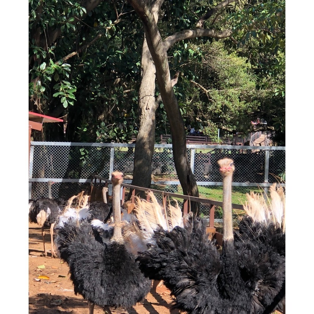 【7-ELEVEN門市團購】埔心牧場 牧場門票 味全埔心牧場 含入場門票+DIY（60元系列）+乳牛環場列車券-細節圖6