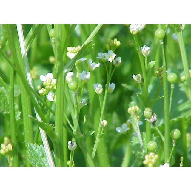 【露西皂材】所羅門王御用油 Crambe abyssinica seed oi 海甘藍籽油-細節圖3