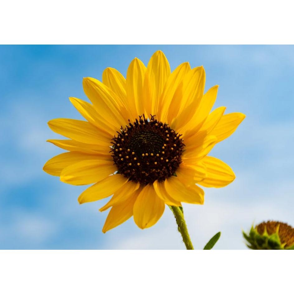 【露西皂材】葵花香精 Sunflower(向日葵香精)-細節圖5
