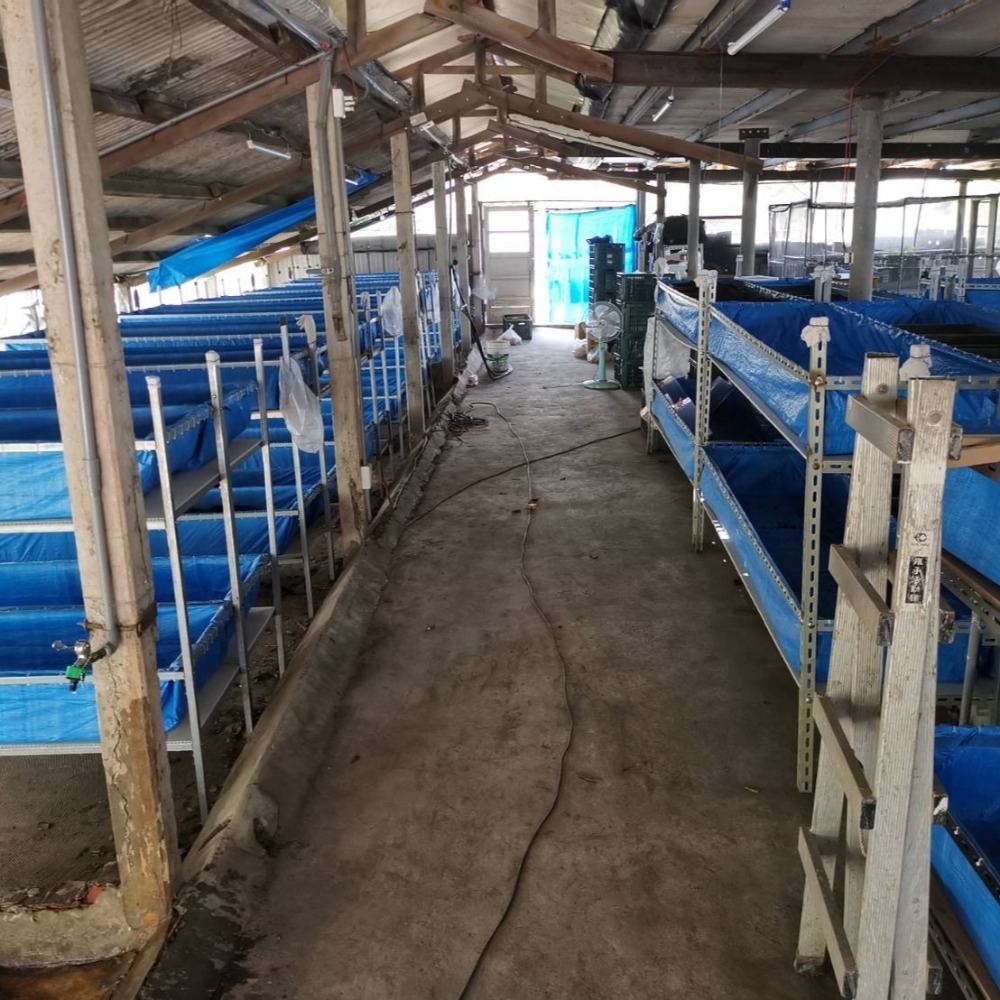 《億益蚓業》認證  種花 種菜 有機土 半顆粒狀 蚯蚓糞 蚓糞土  除臭 1公斤 新營 柳營 種水果-細節圖3