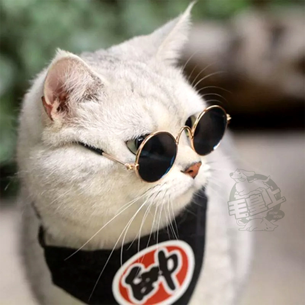 【毛皇上】小墨鏡 寵物墨鏡 圓框眼鏡 潮流眼鏡 拍照道具 寵物飾品 貓狗眼鏡-細節圖5