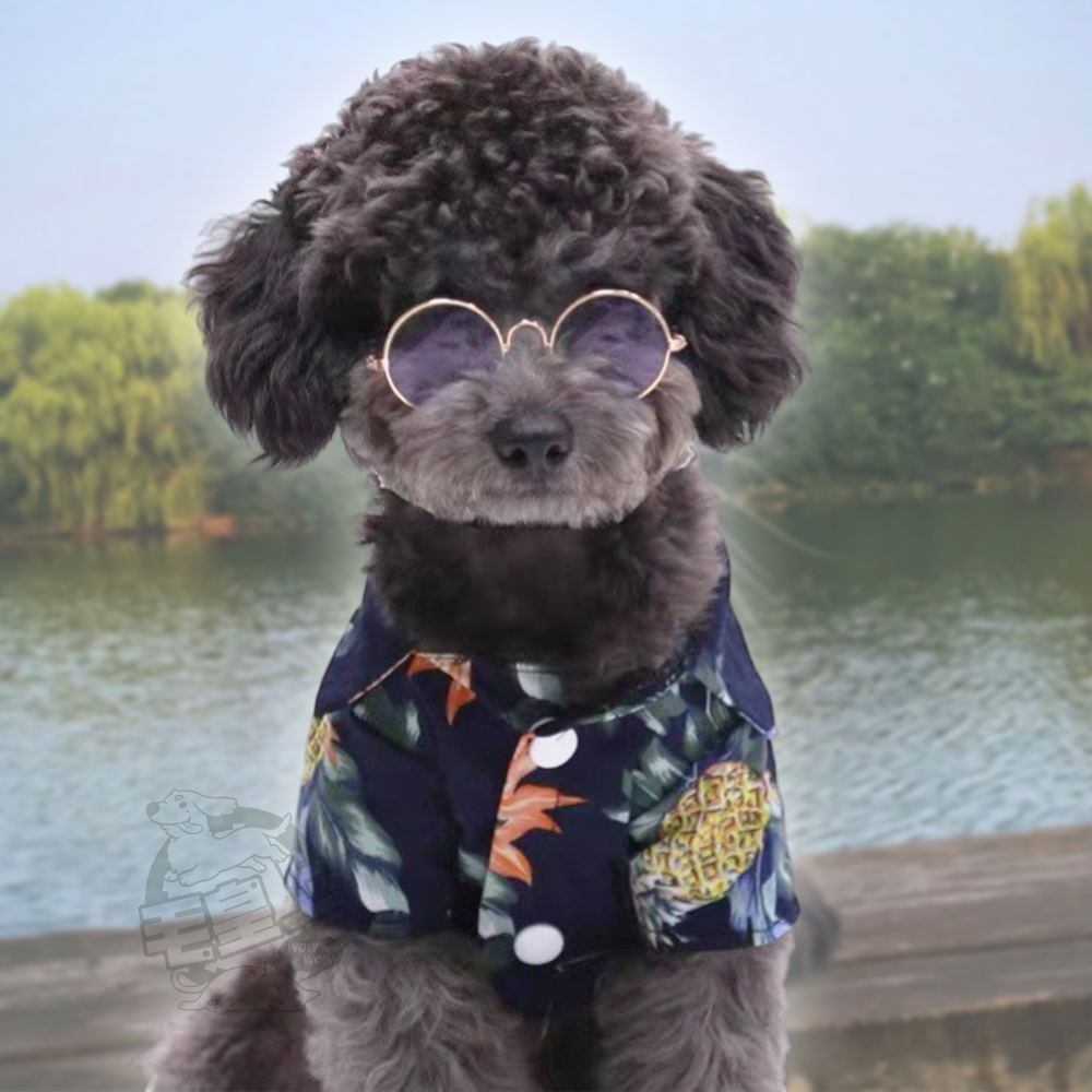 【毛皇上】小墨鏡 寵物墨鏡 圓框眼鏡 潮流眼鏡 拍照道具 寵物飾品 貓狗眼鏡-細節圖7