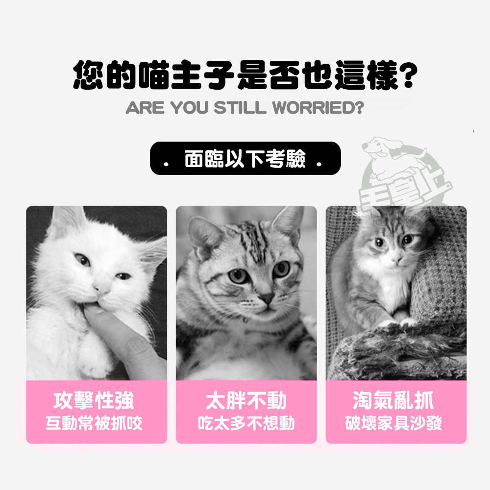 【毛皇上】彩色羽毛逗貓棒 65CM加長款 逗貓棒 羽毛逗貓棒 貓玩具 逗貓 貓咪玩具-細節圖2