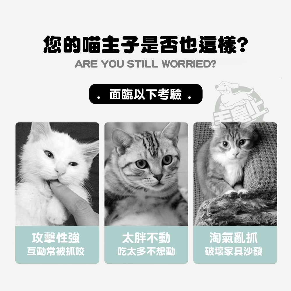 【毛皇上】羽毛逗貓棒 50CM 彩色/馬卡龍色 逗貓棒 貓玩具 逗貓 貓咪玩具-細節圖2