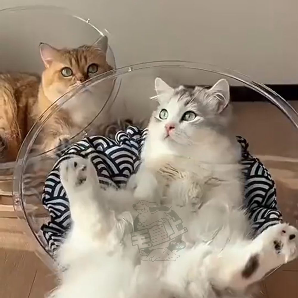 【台灣出貨】❤寵物玩具 太空艙轉盤 寵物貓窩 太空艙貓窩 可玩可睡 貓轉盤 太空艙 貓咪用品 貓咪玩具【WOWWOW】-細節圖8