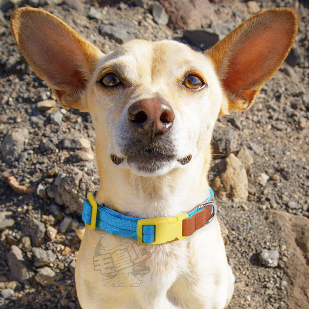 【毛皇上】❤寵物用品 輕量項圈牽引繩 皮革裝飾 輕量化 項圈 牽引繩 寵物牽引繩 狗狗牽繩 外出散步【WOWWOW】-細節圖6