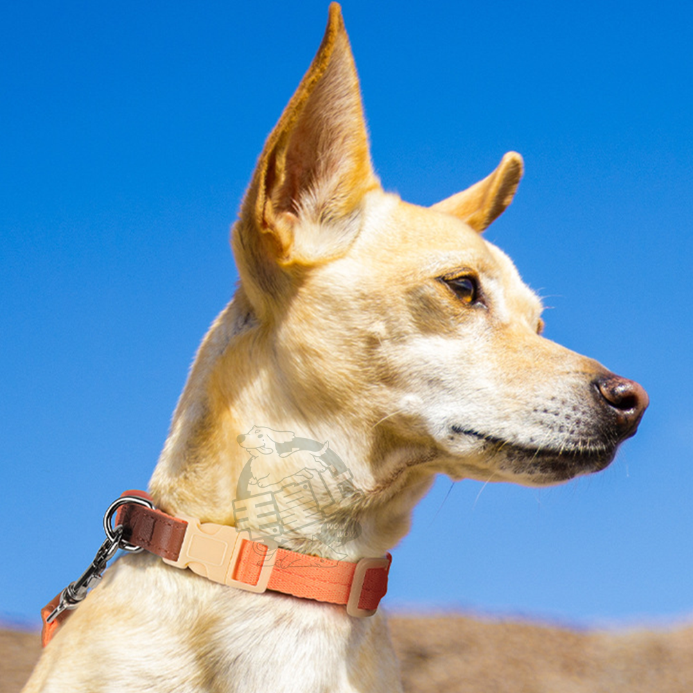 【毛皇上】❤寵物用品 輕量項圈牽引繩 皮革裝飾 輕量化 項圈 牽引繩 寵物牽引繩 狗狗牽繩 外出散步【WOWWOW】-細節圖7