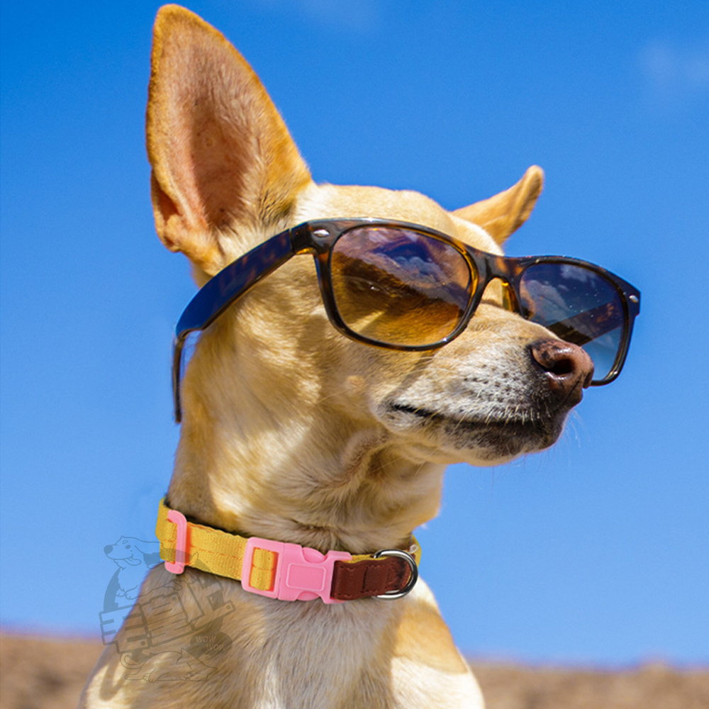 【毛皇上】❤寵物用品 輕量項圈牽引繩 皮革裝飾 輕量化 項圈 牽引繩 寵物牽引繩 狗狗牽繩 外出散步【WOWWOW】-細節圖8