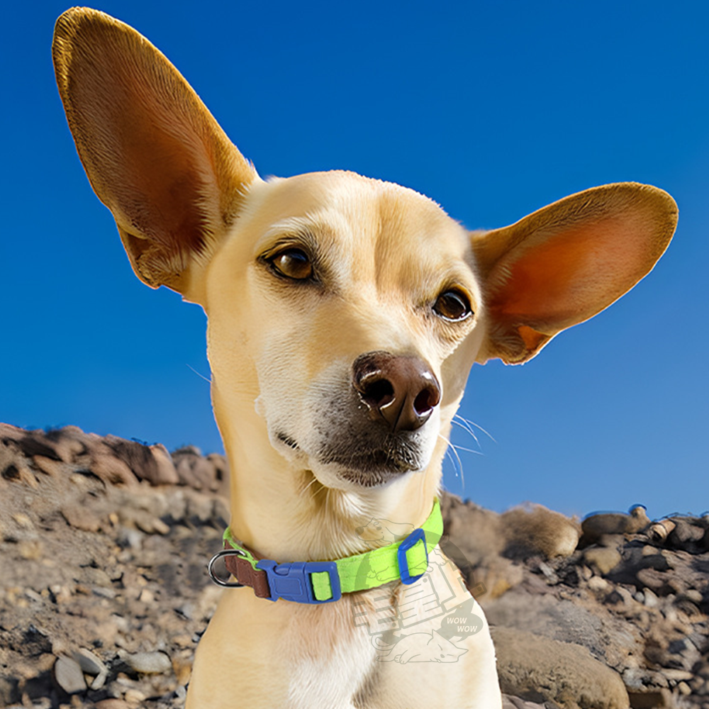 【毛皇上】❤寵物用品 輕量項圈牽引繩 皮革裝飾 輕量化 項圈 牽引繩 寵物牽引繩 狗狗牽繩 外出散步【WOWWOW】-細節圖9