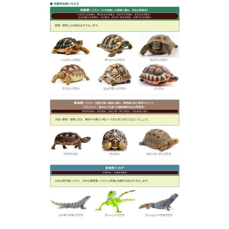 蛋叔叔-Hikari-高夠力陸龜健康蔬食(大顆粒)善玉菌/益生菌/陸龜飼料/草食性/高纖維/蘇卡達/王者蜥/鬆獅蜥/桑葉-細節圖3