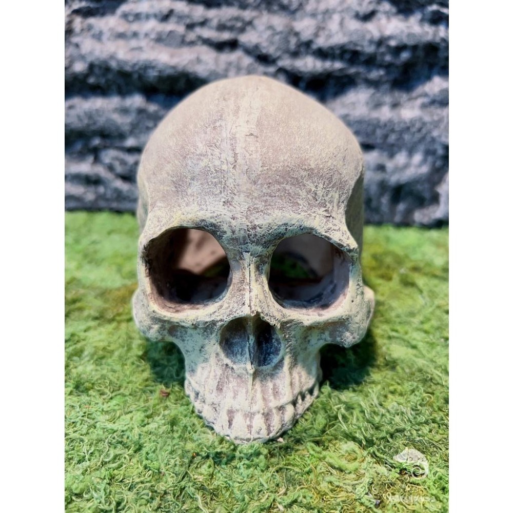 蛋叔叔-上人頭骨/骷髏頭/骨頭/守宮洞/守宮屋/洞穴/造景/蠍子/螯蝦/劍毒蛙/玉米蛇/蜘蛛/蛇洞/保濕/短雕-細節圖2