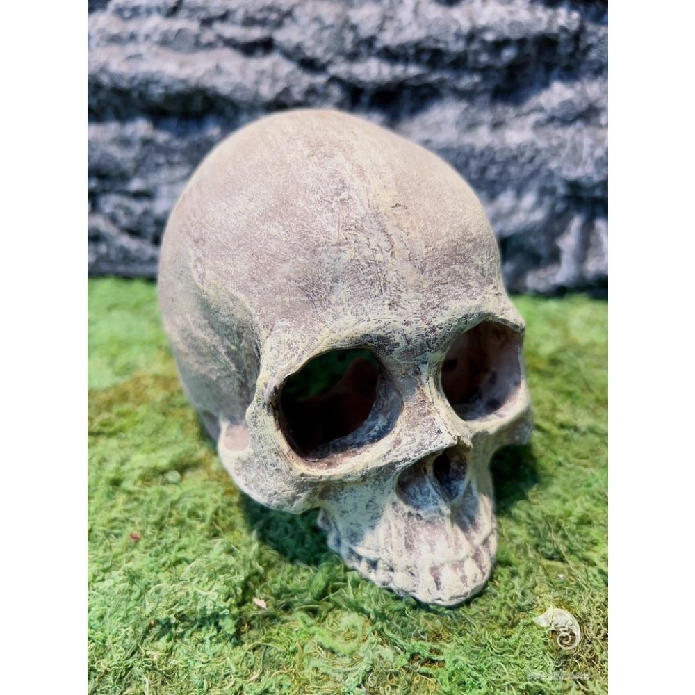 蛋叔叔-上人頭骨/骷髏頭/骨頭/守宮洞/守宮屋/洞穴/造景/蠍子/螯蝦/劍毒蛙/玉米蛇/蜘蛛/蛇洞/保濕/短雕-細節圖3