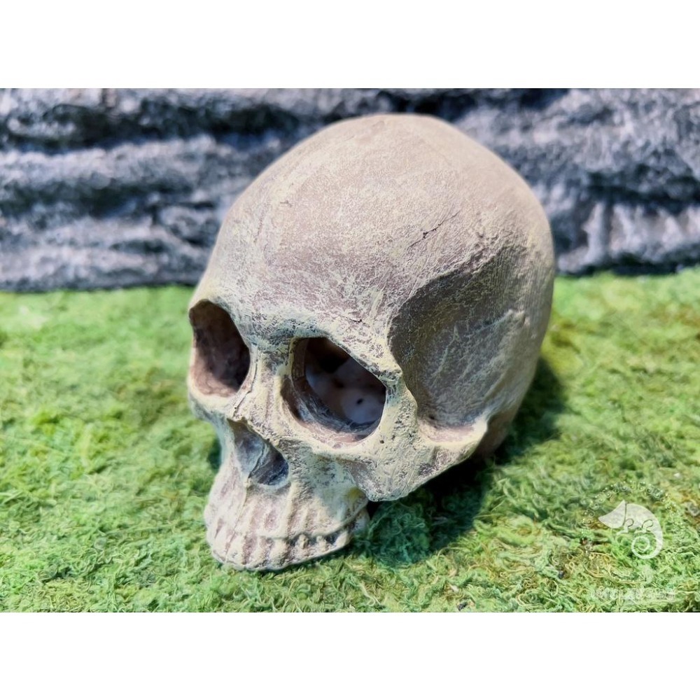 蛋叔叔-上人頭骨/骷髏頭/骨頭/守宮洞/守宮屋/洞穴/造景/蠍子/螯蝦/劍毒蛙/玉米蛇/蜘蛛/蛇洞/保濕/短雕-細節圖4