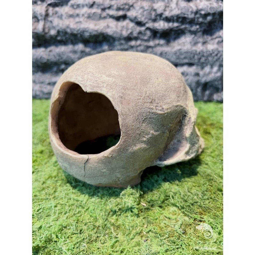 蛋叔叔-上人頭骨/骷髏頭/骨頭/守宮洞/守宮屋/洞穴/造景/蠍子/螯蝦/劍毒蛙/玉米蛇/蜘蛛/蛇洞/保濕/短雕-細節圖5