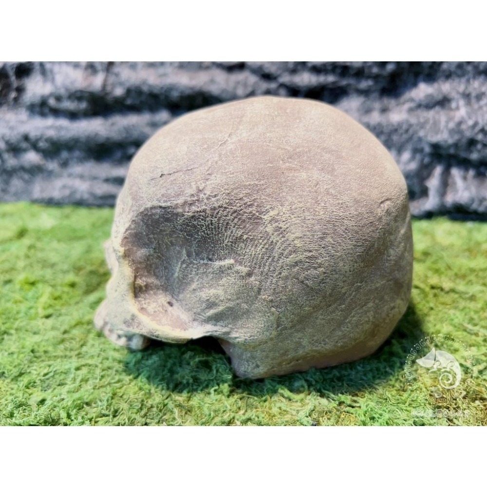 蛋叔叔-上人頭骨/骷髏頭/骨頭/守宮洞/守宮屋/洞穴/造景/蠍子/螯蝦/劍毒蛙/玉米蛇/蜘蛛/蛇洞/保濕/短雕-細節圖6