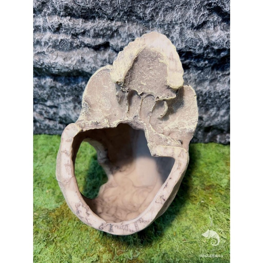 蛋叔叔-上人頭骨/骷髏頭/骨頭/守宮洞/守宮屋/洞穴/造景/蠍子/螯蝦/劍毒蛙/玉米蛇/蜘蛛/蛇洞/保濕/短雕-細節圖7