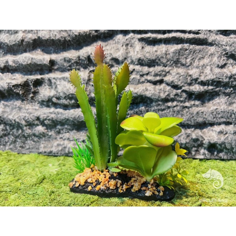 蛋叔叔-仙人掌花圃/仿真植物/多肉植物/造景/豹紋守宮/肥尾守宮/睫角守宮/變色龍/巨人守宮/玉米蛇/加濕/角蛙/樹蛙-細節圖2