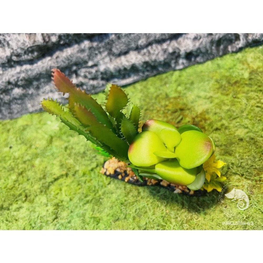 蛋叔叔-仙人掌花圃/仿真植物/多肉植物/造景/豹紋守宮/肥尾守宮/睫角守宮/變色龍/巨人守宮/玉米蛇/加濕/角蛙/樹蛙-細節圖3
