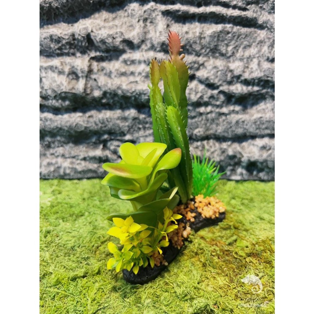 蛋叔叔-仙人掌花圃/仿真植物/多肉植物/造景/豹紋守宮/肥尾守宮/睫角守宮/變色龍/巨人守宮/玉米蛇/加濕/角蛙/樹蛙-細節圖4