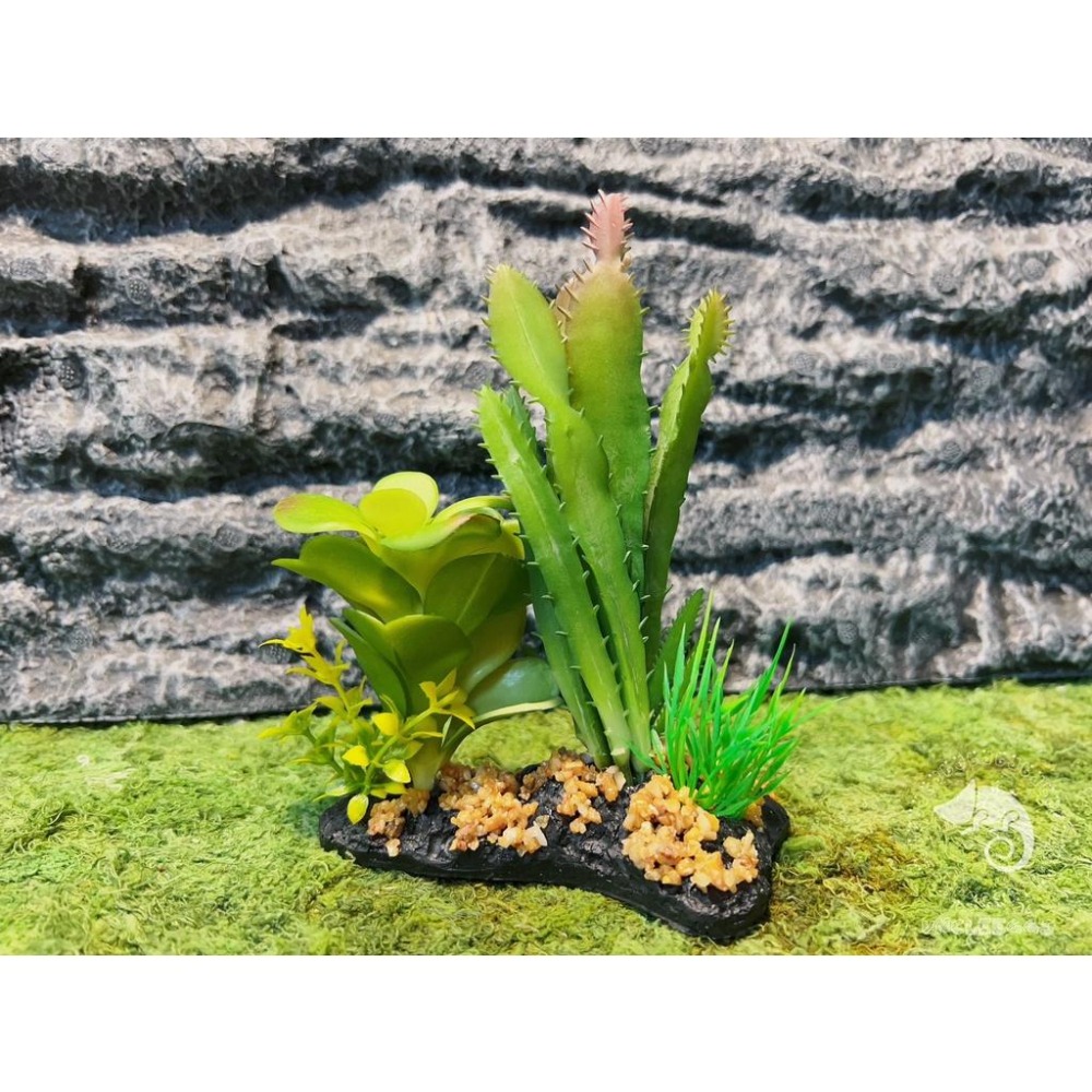 蛋叔叔-仙人掌花圃/仿真植物/多肉植物/造景/豹紋守宮/肥尾守宮/睫角守宮/變色龍/巨人守宮/玉米蛇/加濕/角蛙/樹蛙-細節圖5