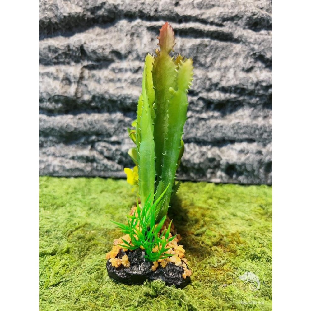 蛋叔叔-仙人掌花圃/仿真植物/多肉植物/造景/豹紋守宮/肥尾守宮/睫角守宮/變色龍/巨人守宮/玉米蛇/加濕/角蛙/樹蛙-細節圖6