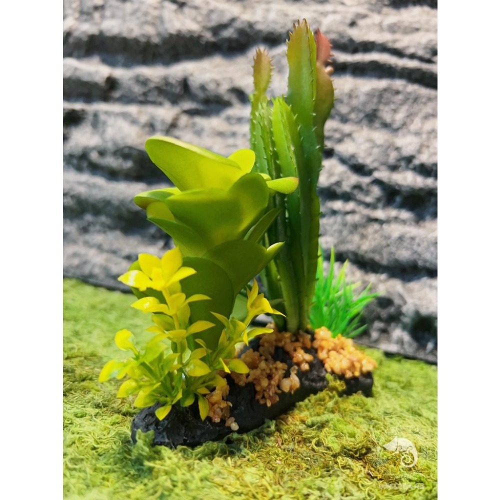 蛋叔叔-仙人掌花圃/仿真植物/多肉植物/造景/豹紋守宮/肥尾守宮/睫角守宮/變色龍/巨人守宮/玉米蛇/加濕/角蛙/樹蛙-細節圖7