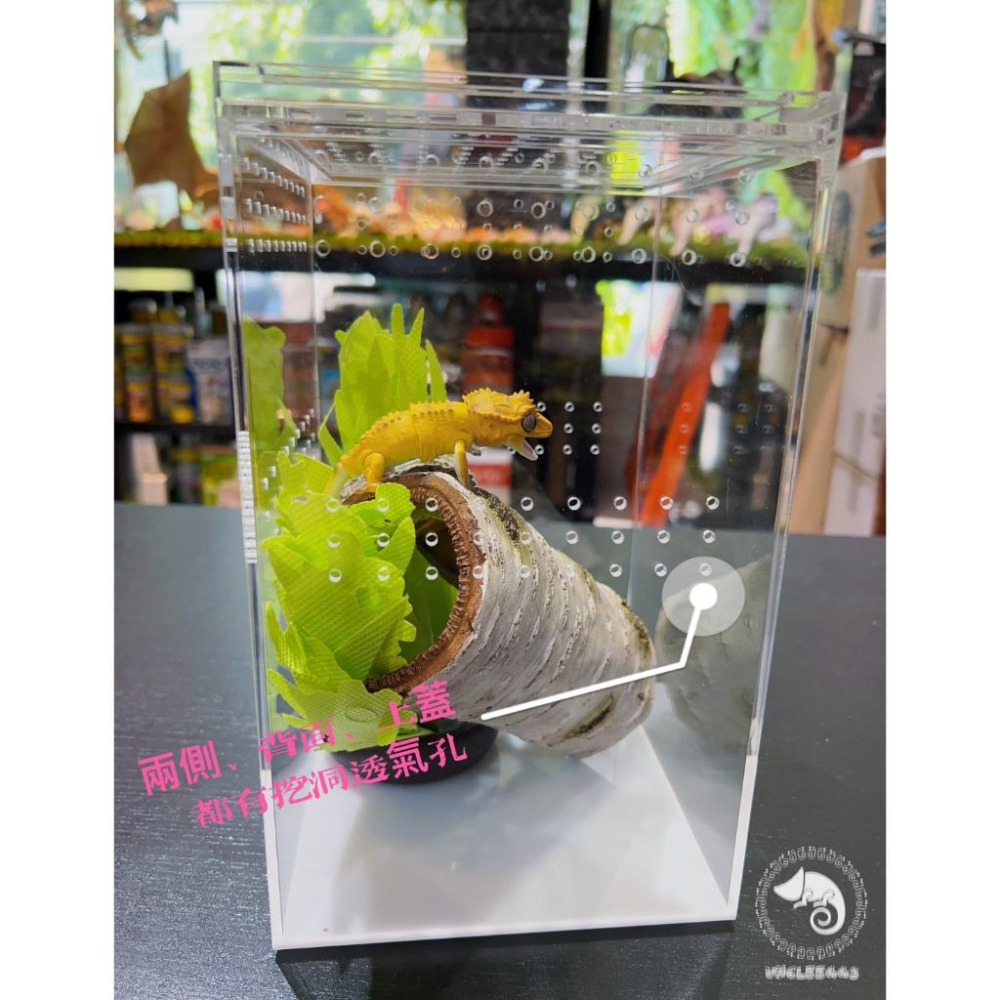 蛋叔叔-LD-壓克力飼養箱(樹棲型)/睫角守宮/巨人守宮/寵物箱/爬蟲箱/紅眼樹蛙/變色龍/螳螂/昆蟲箱/跳蛛/蜘蛛-細節圖5