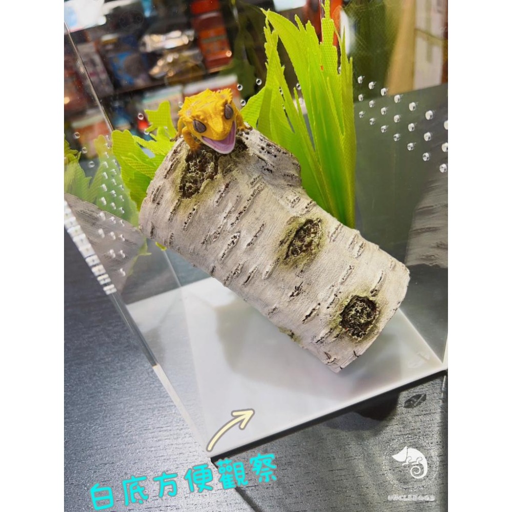 蛋叔叔-LD-壓克力飼養箱(樹棲型)/睫角守宮/巨人守宮/寵物箱/爬蟲箱/紅眼樹蛙/變色龍/螳螂/昆蟲箱/跳蛛/蜘蛛-細節圖6