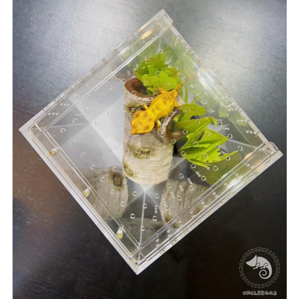 蛋叔叔-LD-壓克力飼養箱(樹棲型)/睫角守宮/巨人守宮/寵物箱/爬蟲箱/紅眼樹蛙/變色龍/螳螂/昆蟲箱/跳蛛/蜘蛛-細節圖7