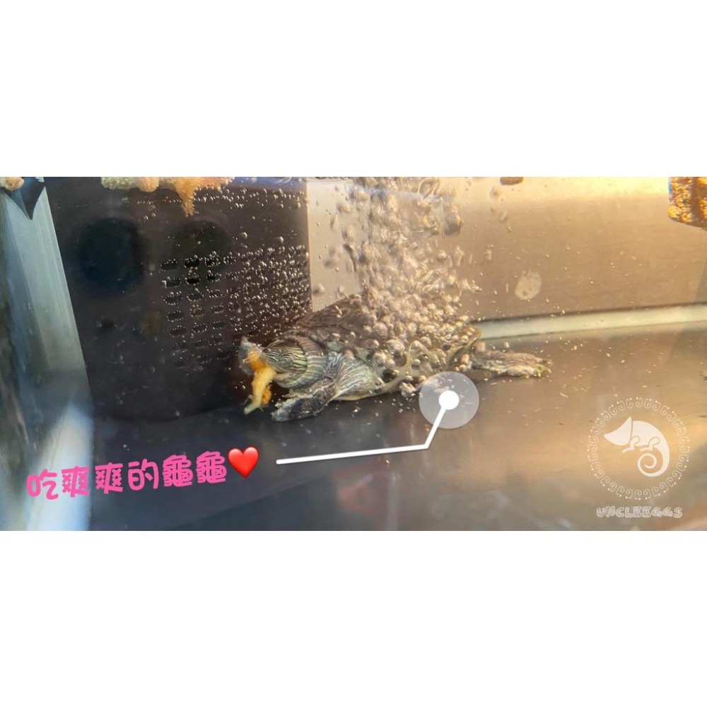 蛋叔叔-Leilih乾燥南極蝦/鐳力/蝦乾/蝦紅素/蝦子/補鈣/巴西龜/長尾龜/蛋龜/烏龜飼料/龍魚增豔/麝香龜/鑽紋龜-細節圖2