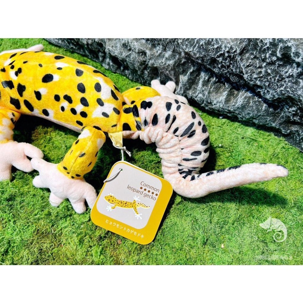 蛋叔叔【限量】豹紋守宮娃娃/肥尾/壁虎/抱枕/吊飾/掛飾/毛絨玩具/靠枕/靠墊/午睡枕/裝飾/日本進口/仿真-細節圖4