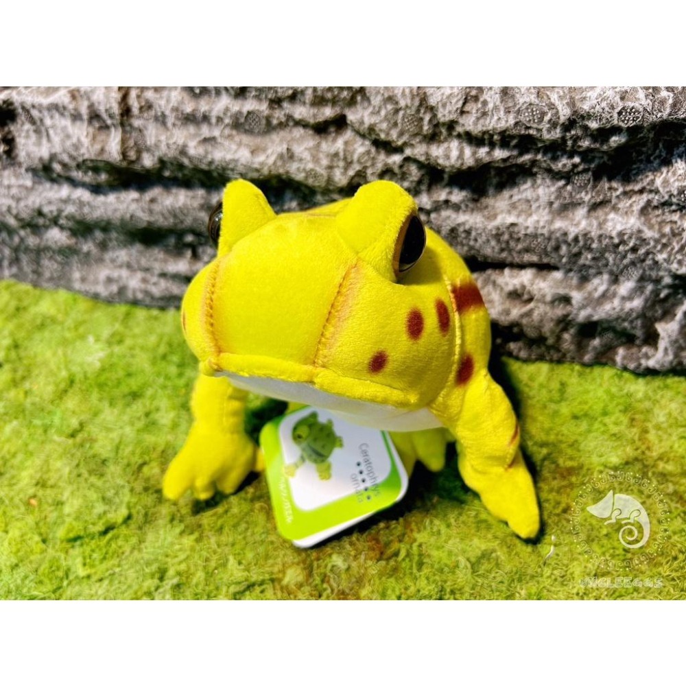 蛋叔叔【限量】【免運費】角蛙娃娃/綠角蛙/青蛙/抱枕/吊飾/掛飾/毛絨玩具/靠枕/靠墊/午睡枕/裝飾/日本進口/仿真-細節圖2