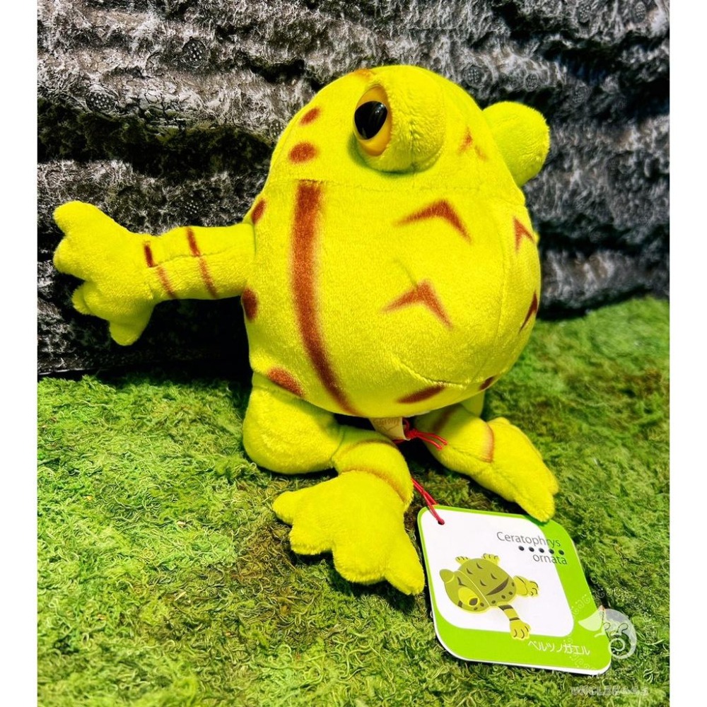 蛋叔叔【限量】【免運費】角蛙娃娃/綠角蛙/青蛙/抱枕/吊飾/掛飾/毛絨玩具/靠枕/靠墊/午睡枕/裝飾/日本進口/仿真-細節圖5