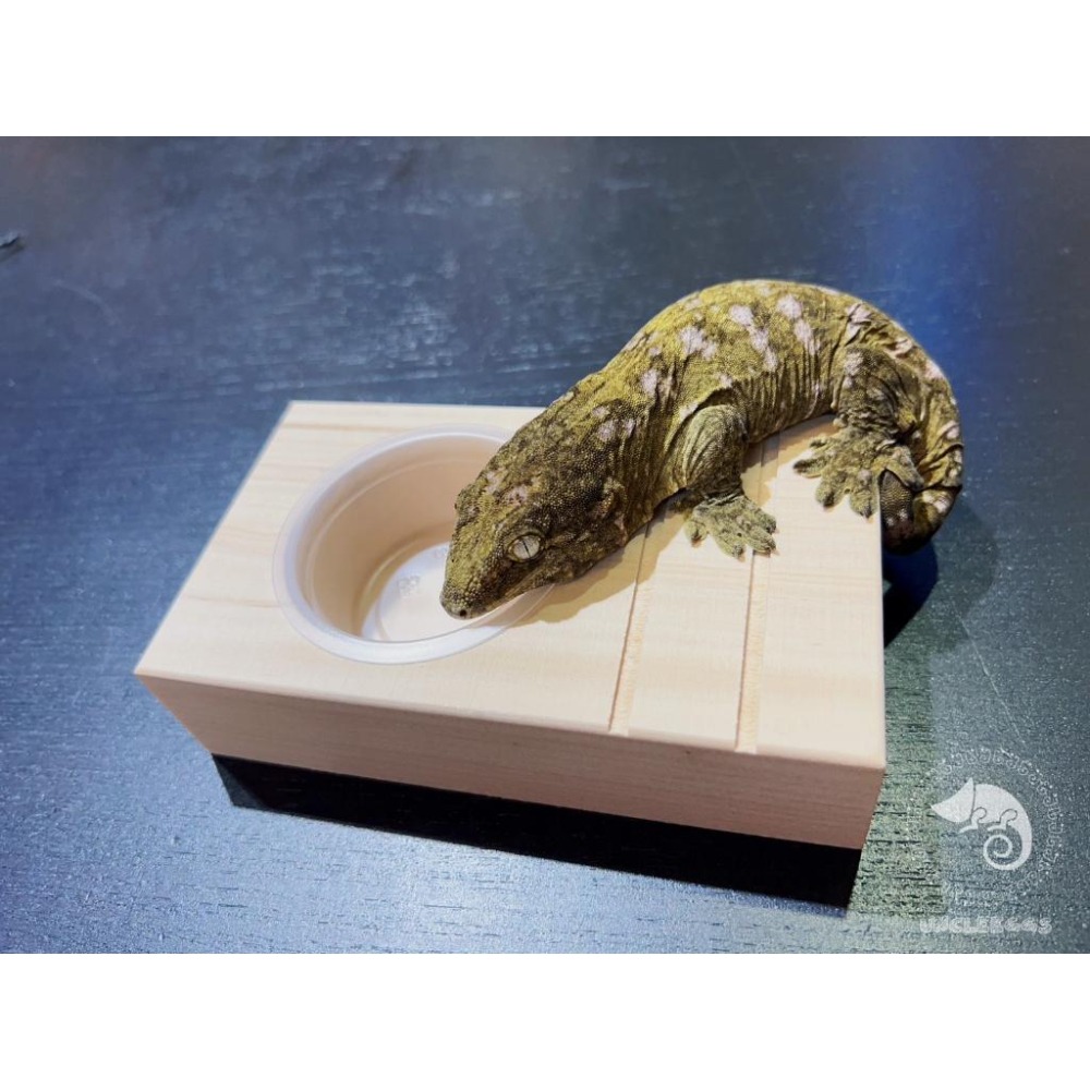 蛋叔叔-RepPark-長方形果凍台/單孔/甲蟲/睫角/蜜袋鼯/巨人守宮/睫角守宮/日行守宮/蓋勾亞守宮/果泥/食盆-細節圖4