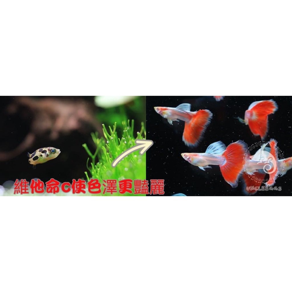 蛋叔叔-NEO C水質除氯氨水質穩定劑/維他命C /水穩/開缸/微量元素/換水/開缸/對水/水草缸/燈科魚/孔雀魚-細節圖3