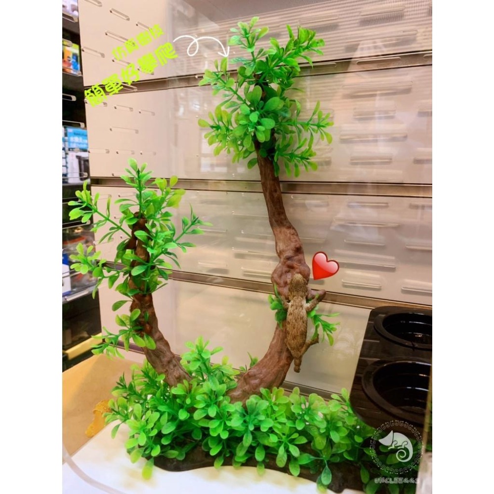 蛋叔叔-豪華樹棲守宮套組/壓克力/睫角守宮/巨人守宮/紅眼樹蛙/變色龍/螳螂/甲蟲箱/寵物箱/飼育箱/魔物守宮/蓋勾亞-細節圖3