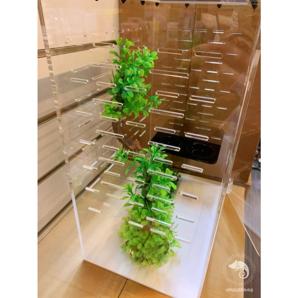 蛋叔叔-豪華樹棲守宮套組/壓克力/睫角守宮/巨人守宮/紅眼樹蛙/變色龍/螳螂/甲蟲箱/寵物箱/飼育箱/魔物守宮/蓋勾亞-細節圖5