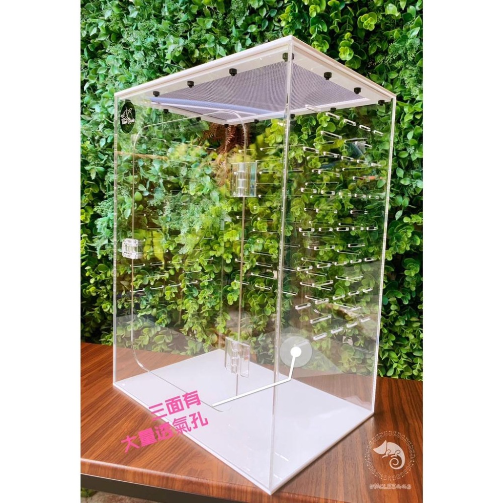 蛋叔叔-豪華樹棲守宮套組/壓克力/睫角守宮/巨人守宮/紅眼樹蛙/變色龍/螳螂/甲蟲箱/寵物箱/飼育箱/魔物守宮/蓋勾亞-細節圖8