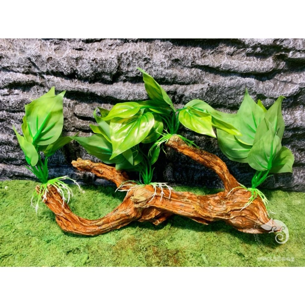 蛋叔叔-榕葉樹根/LL5001/睫角守宮/變色龍/巨人守宮/甲蟲/樹蛙/園藝/造景/爬蟲/半水景/室內/緊迫/幼蛇-細節圖3