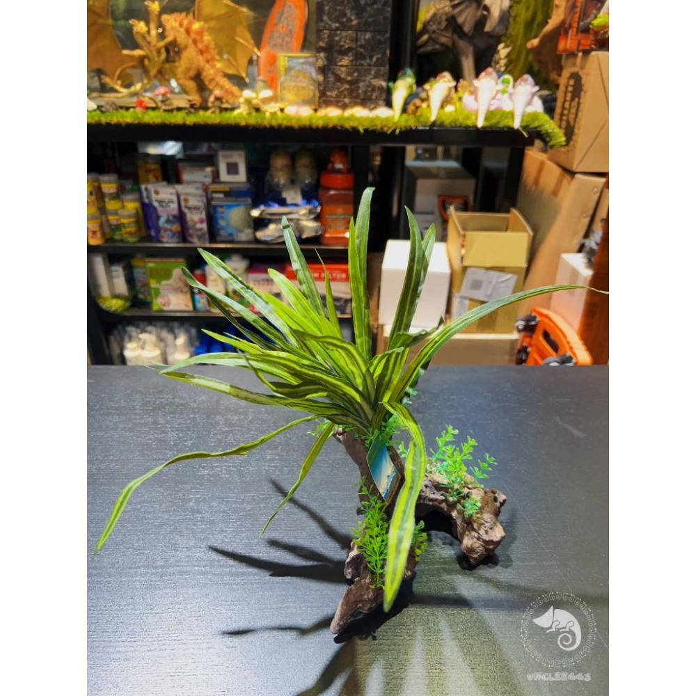 蛋叔叔-石頭草/山蘇/1814262/仿真植物/草叢/樹蛙/雨林景/守宮/水草缸/園藝/造景/角蛙/蠑螈/爬蟲/半水景-細節圖7