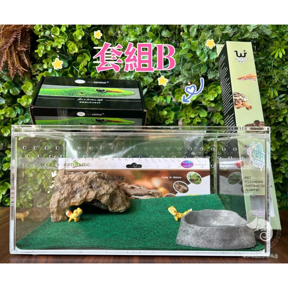 蛋叔叔【免運費】豪華肥尾套組(小)/肥尾守宮/雙頭守宮/守宮套組/守宮屋/爬缸/奶牛/祖魯/oreo/零式/毒刺/白手套-細節圖2