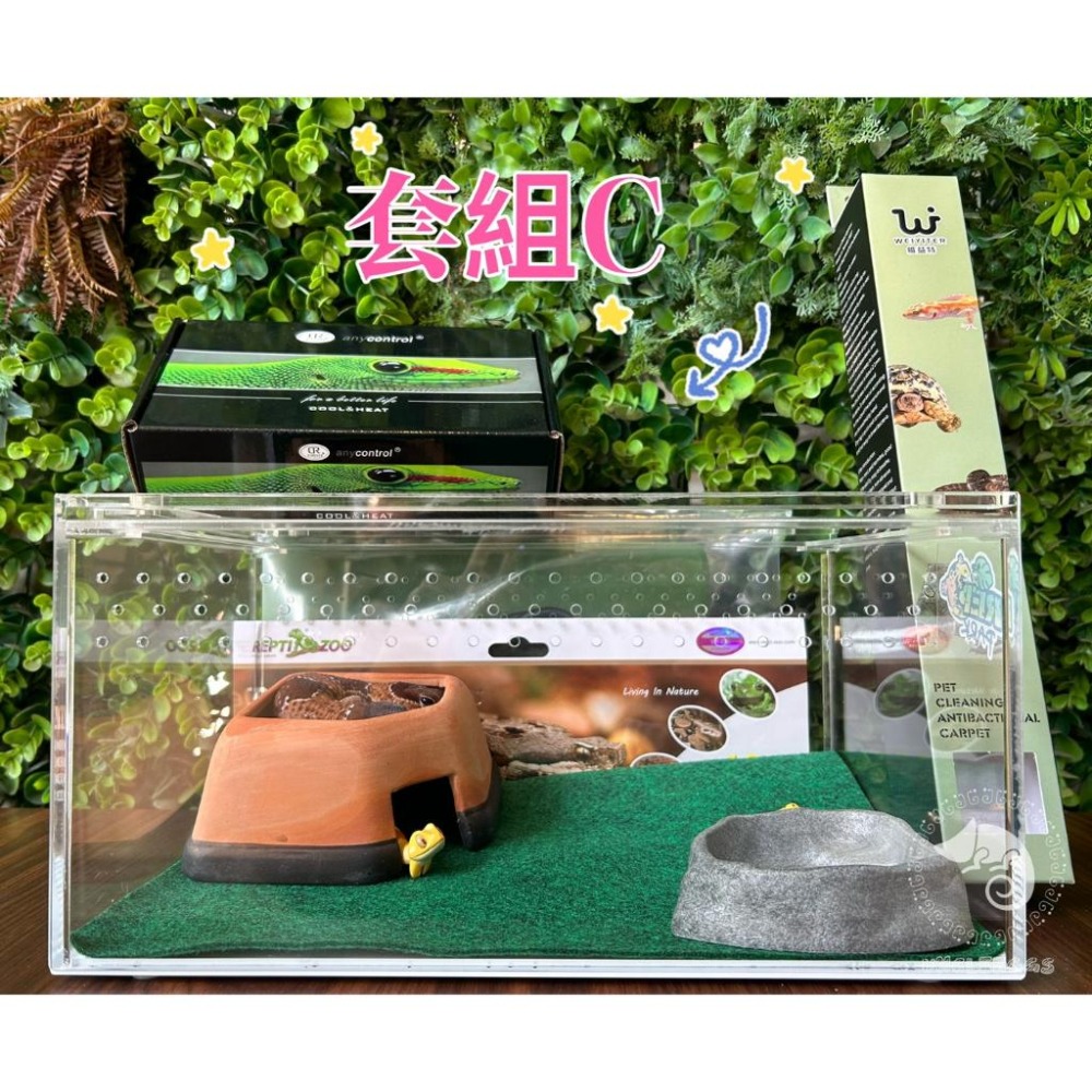 蛋叔叔【免運費】豪華肥尾套組(小)/肥尾守宮/雙頭守宮/守宮套組/守宮屋/爬缸/奶牛/祖魯/oreo/零式/毒刺/白手套-細節圖3