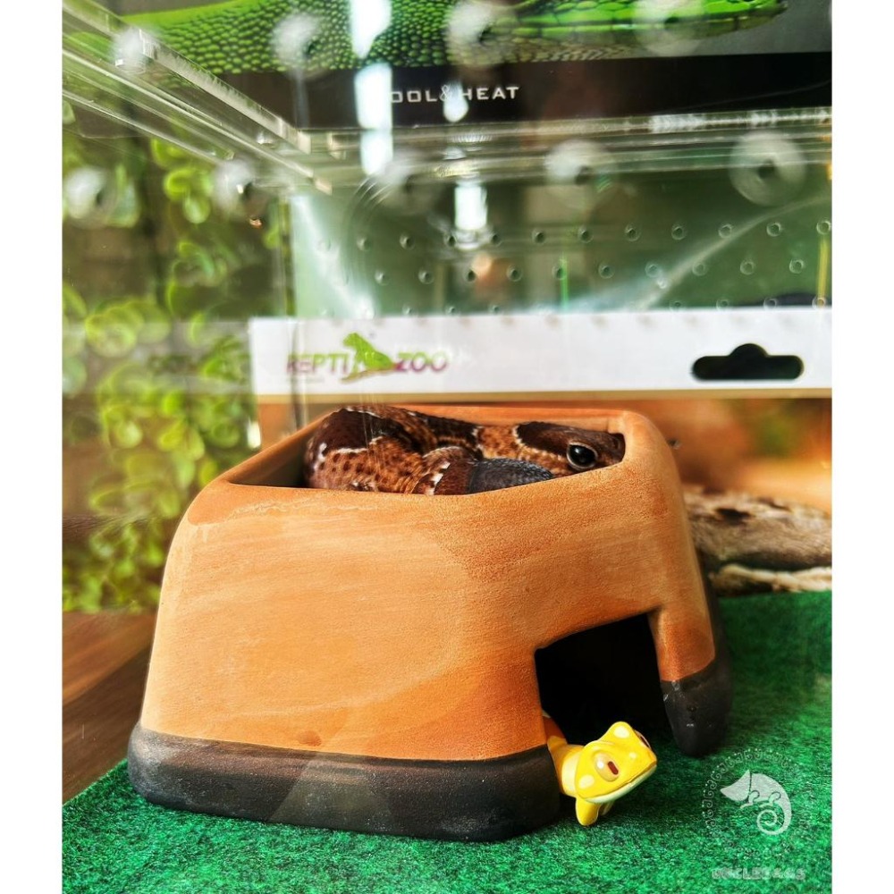 蛋叔叔【免運費】豪華肥尾套組(小)/肥尾守宮/雙頭守宮/守宮套組/守宮屋/爬缸/奶牛/祖魯/oreo/零式/毒刺/白手套-細節圖5