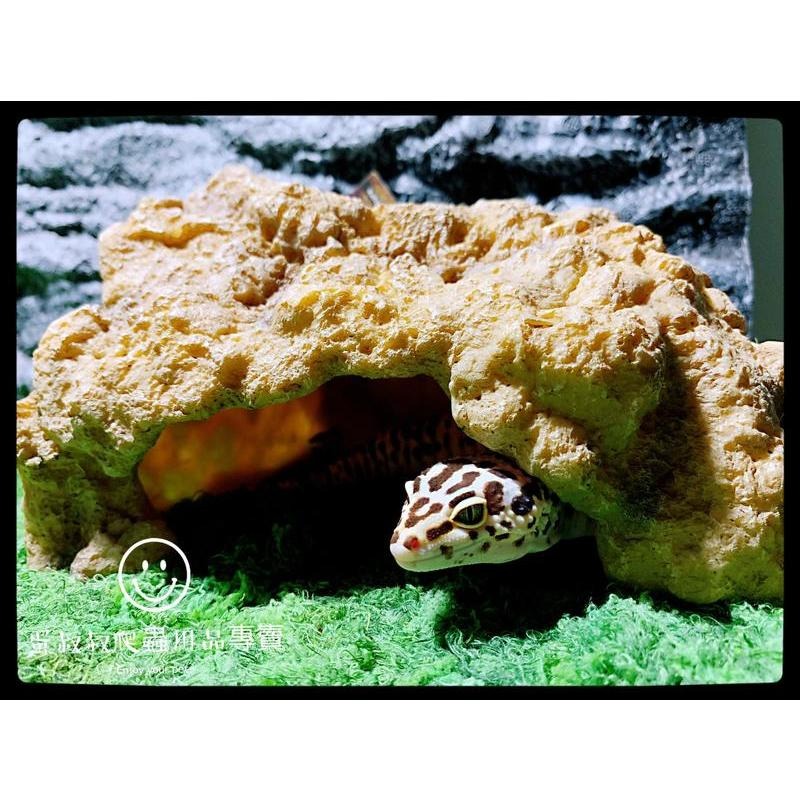 蛋叔叔【免運費】豪華肥尾套組(小)/肥尾守宮/雙頭守宮/守宮套組/守宮屋/爬缸/奶牛/祖魯/oreo/零式/毒刺/白手套-細節圖6