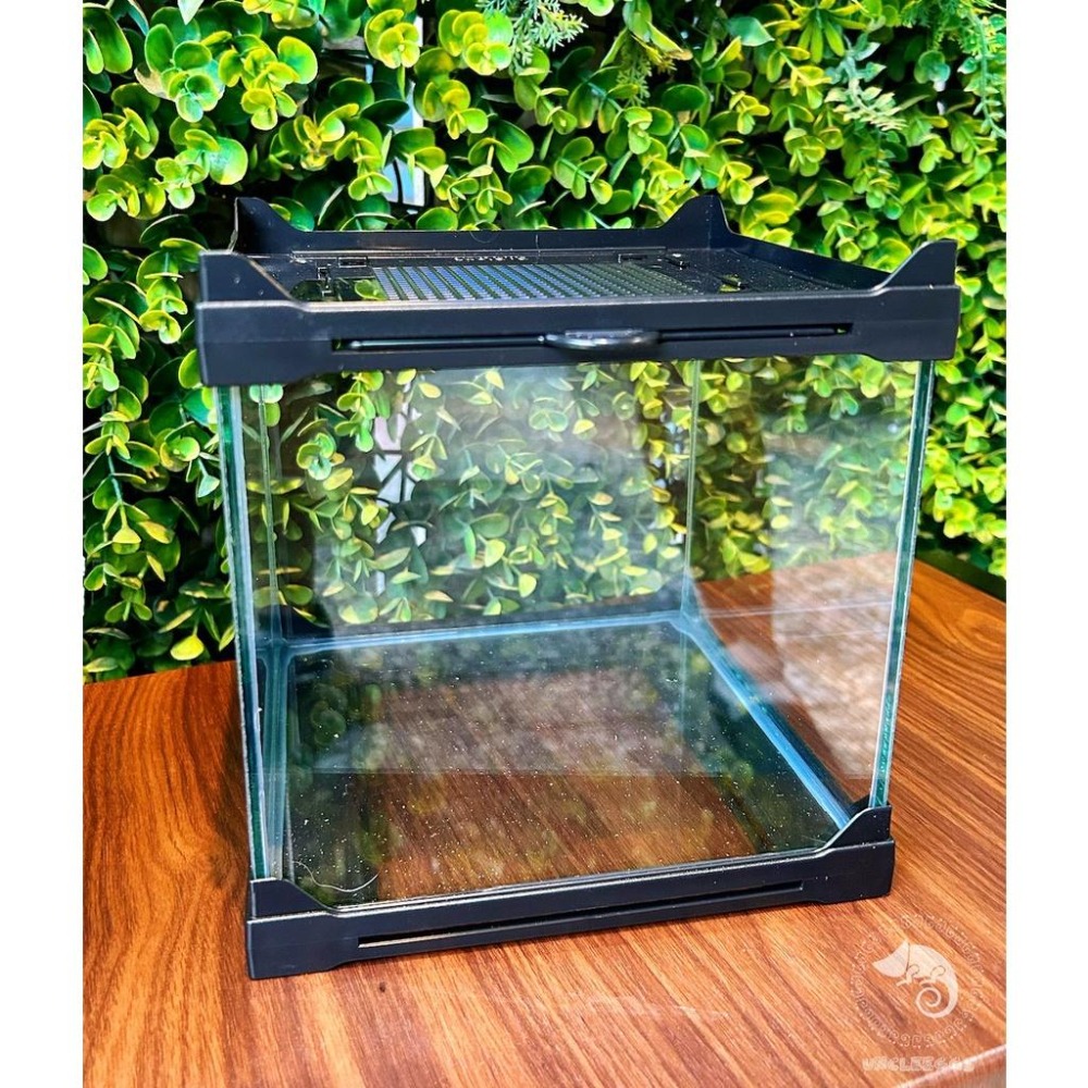 蛋叔叔-GG-堆疊式寵物箱/爬蟲缸/寵物箱/角蛙缸/守宮/蜘蛛/蠍子/樹蛙/玉米蛇/蠑螈/甲蟲缸/鬥魚缸/微景缸/孔雀魚-細節圖7