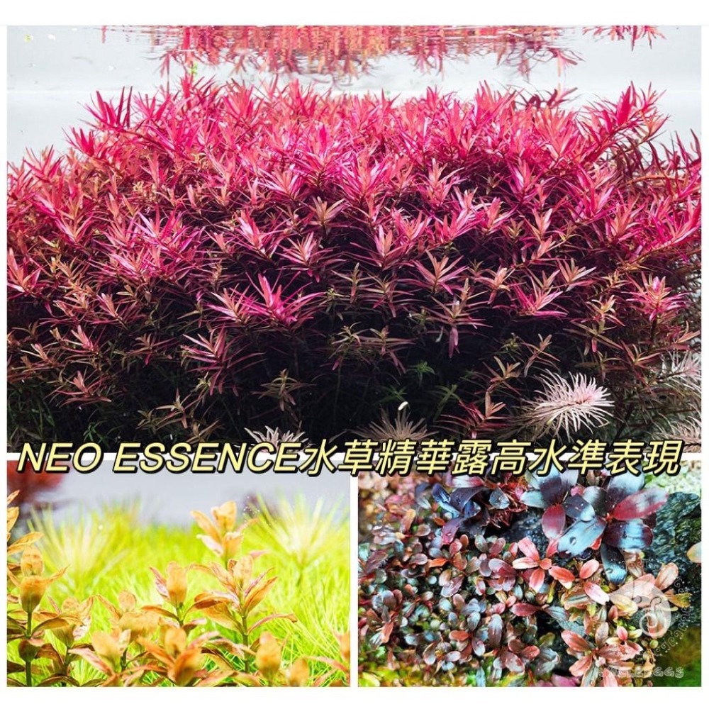 蛋叔叔-NEO ESSENCE水草精華露/水草液肥/水肥/辣椒榕/青花素/光合作用/扎根/Co2/迷你矮/紅蝴蝶/睡蓮-細節圖3