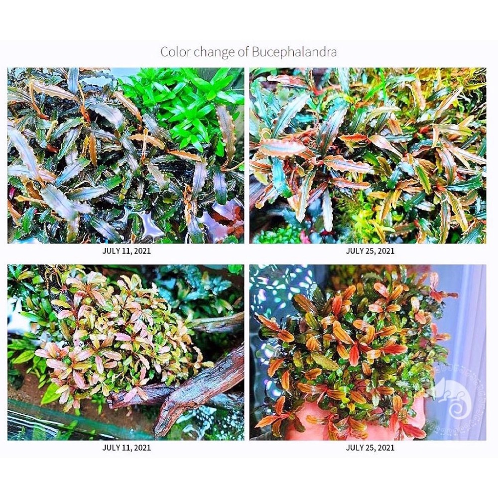 蛋叔叔-NEO ESSENCE水草精華露/水草液肥/水肥/辣椒榕/青花素/光合作用/扎根/Co2/迷你矮/紅蝴蝶/睡蓮-細節圖4