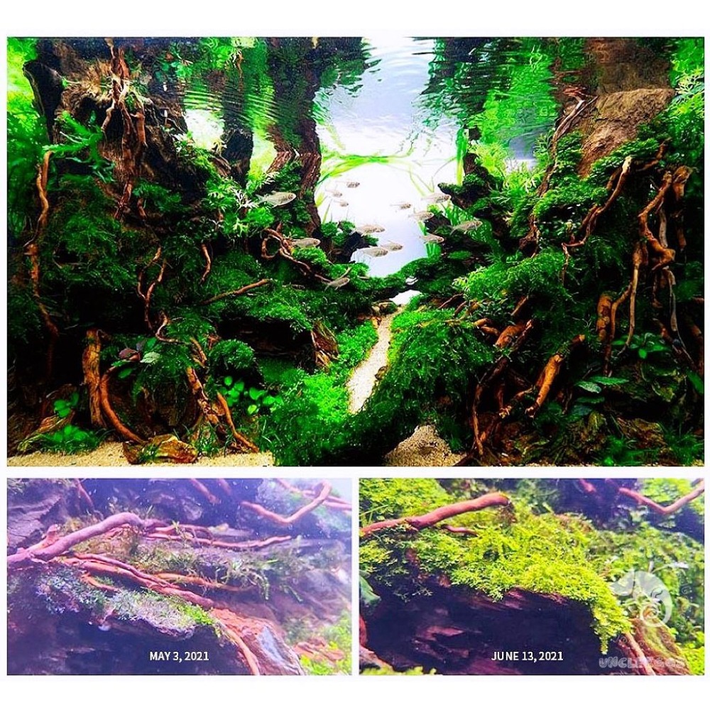 蛋叔叔-NEO ESSENCE水草精華露/水草液肥/水肥/辣椒榕/青花素/光合作用/扎根/Co2/迷你矮/紅蝴蝶/睡蓮-細節圖5