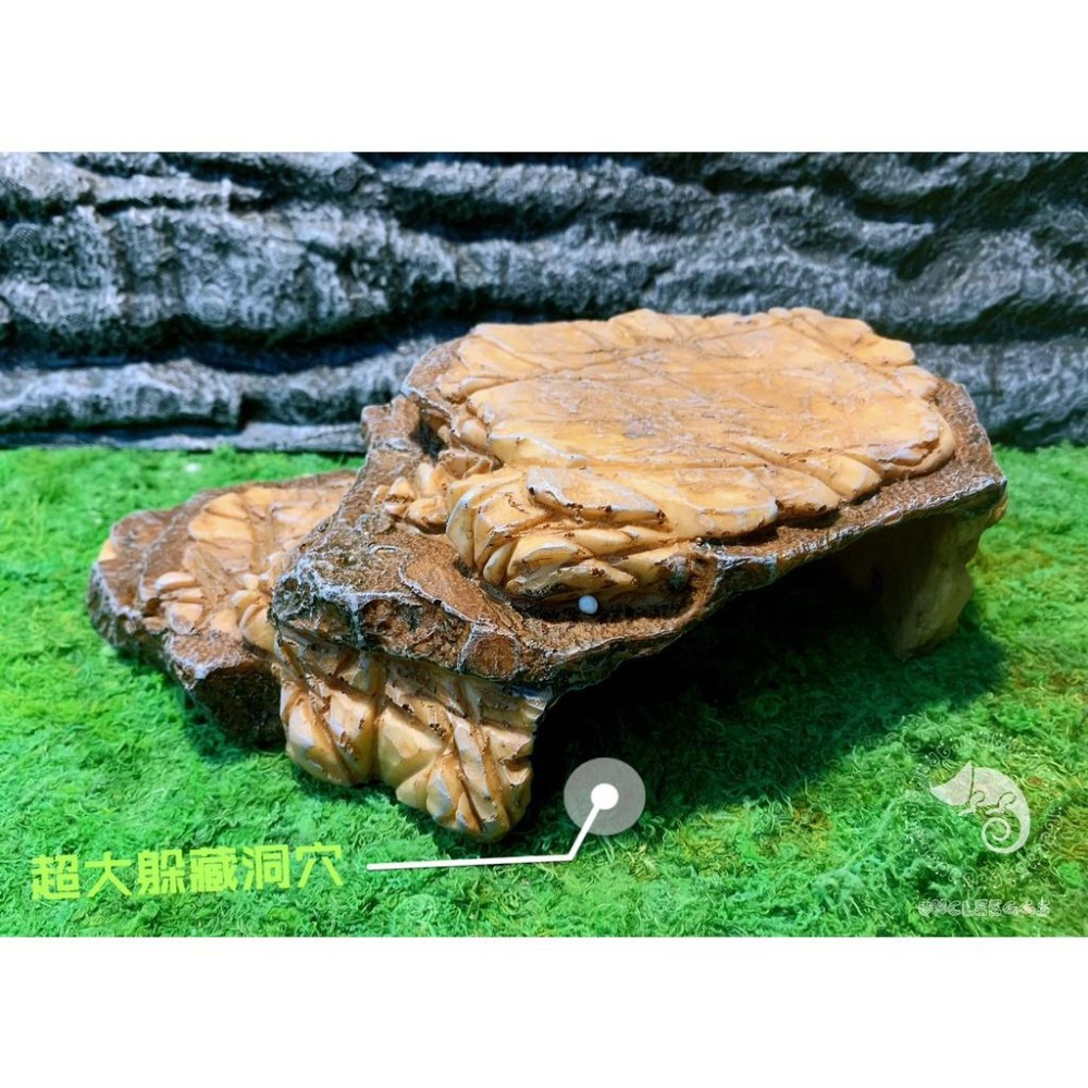 蛋叔叔-岩板烏龜台XL/#24/曬台/浮台/烏龜島/巴西龜/台灣龜/地圖龜/假鱷/麝香龜/巴西火龍/蠑螈/箱龜/鑽紋龜-細節圖5